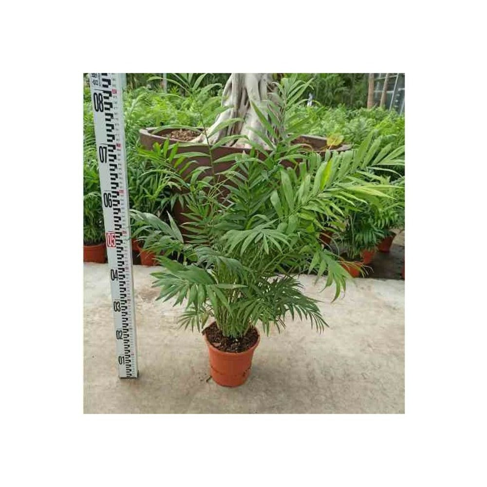  Chamaedorea Elegans (chamédorée - Palmier De Montagne) Pot De 3 Litres ? 40/50 Cm