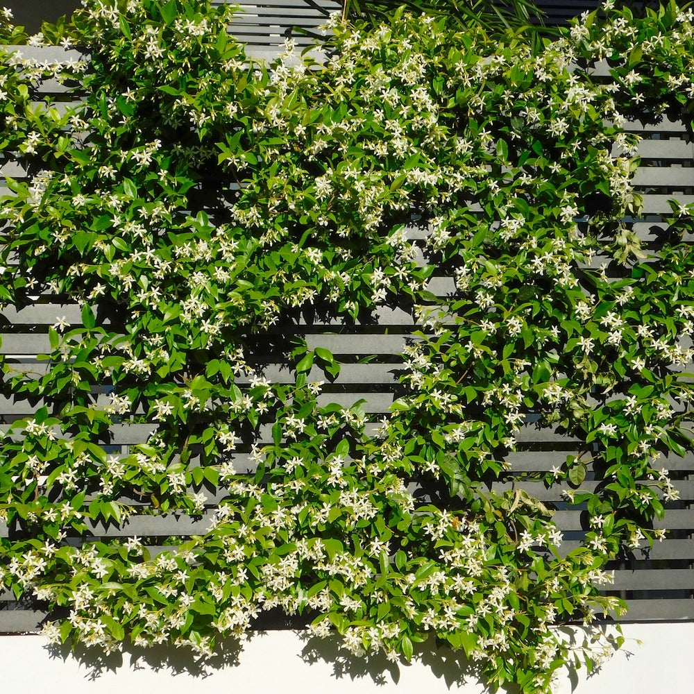  Jasmin étoilé - Le Pot / 2l / Hauteur Livrée 40-50cm