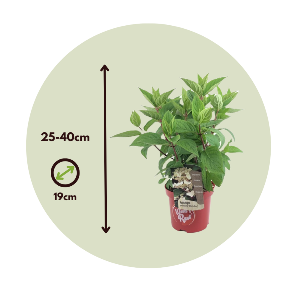  Hortensia - Set De 2 - Hydrangea Paniculata 'wim's Red' - H25-40cm - ⌀19cm