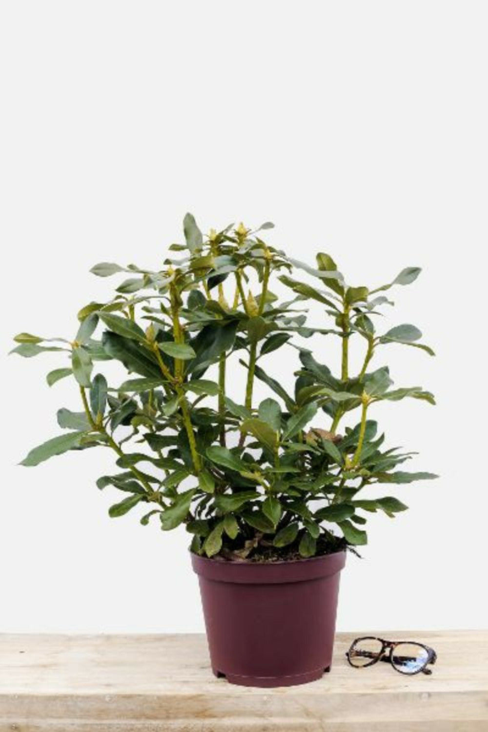  Rhododendron 'marcel Menard' - En Pot De 5 Litres