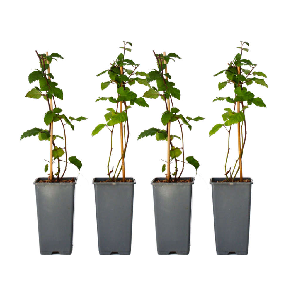  Mûrier - Set De 4 - Rubus Fruticosus 'thornfree' - Hauteur 50-60cm - ⌀15cm