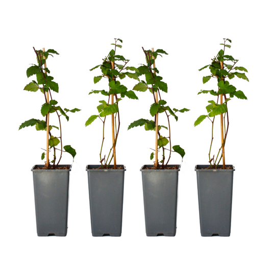 Mûrier - Set De 4 - Rubus Fruticosus 'thornfree' - Hauteur 50-60cm - ⌀15cm