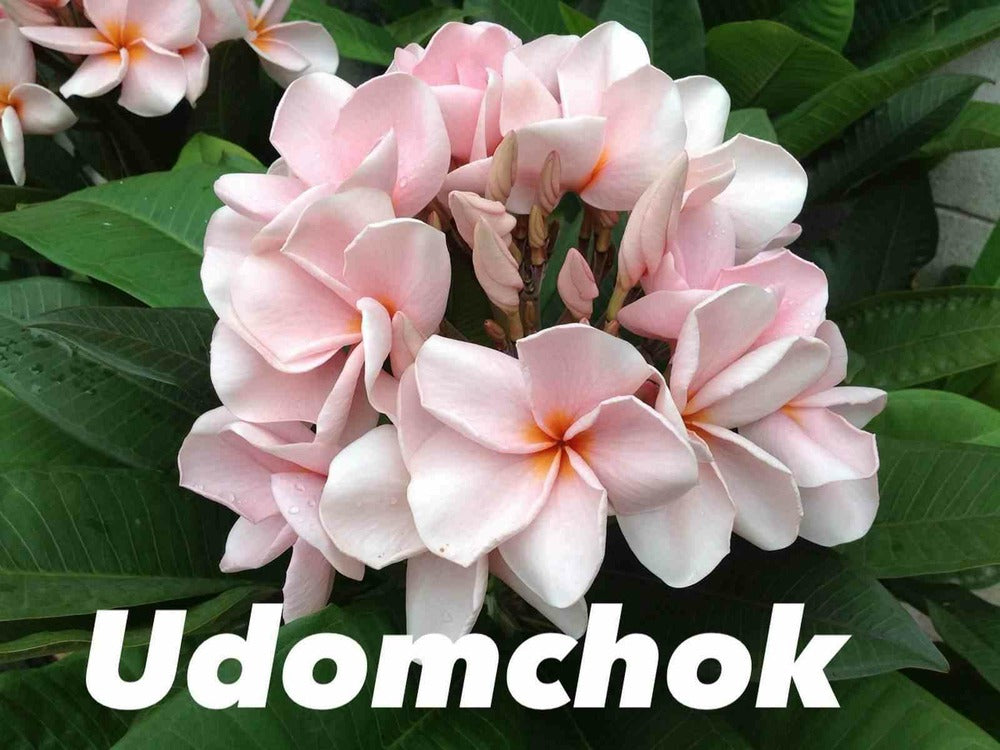  Plumeria Rubra "udomchok" (frangipanier) Pot De 2 Litres ? 20/30 Cm - Couleur Floraison:blanc Et Rose