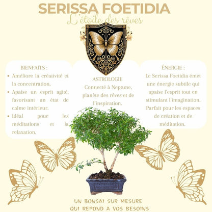  Cultivea- Kit First Bonsai Serissa Foetida Avec Accesoires