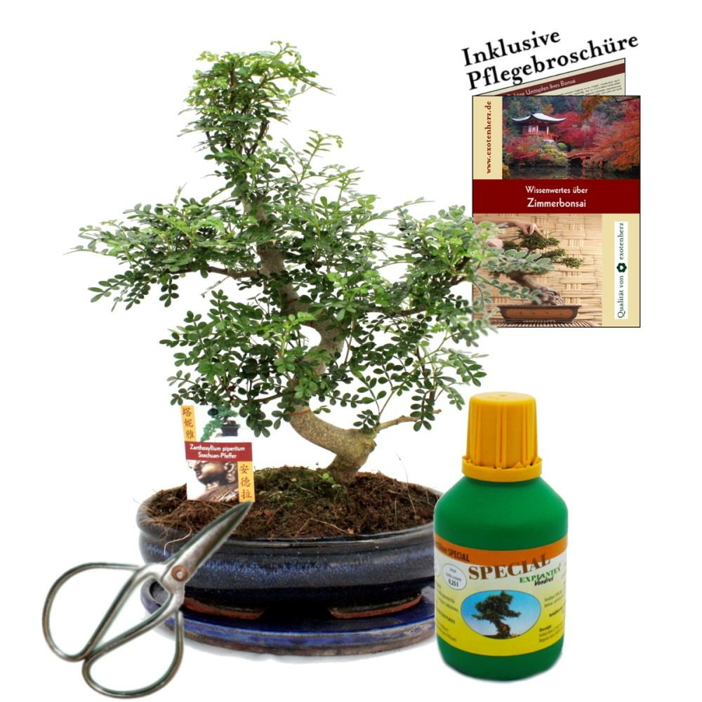  Bonsaï - Poivre Du Sichuan - Zanthoxyllum - Environ 10 Ans Bol 25cm - Coffret Cadeau Avec Ciseaux Et Engrais