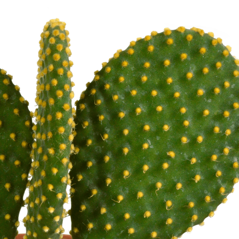  Cactus, Box De 3 Plantes H27cm