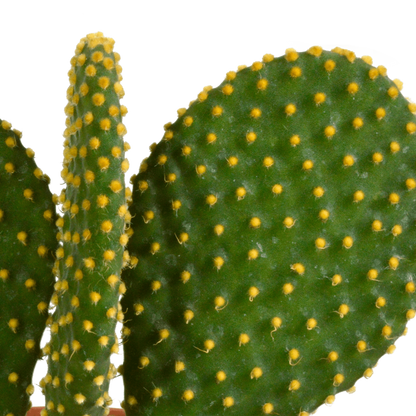  Cactus, Box De 3 Plantes H27cm