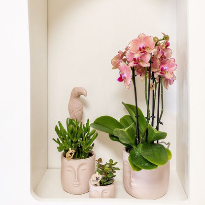  Orchidée Phalaenopsis Orange-rose Jewel Pirate Picotee 45cm - Plante D'intérieur