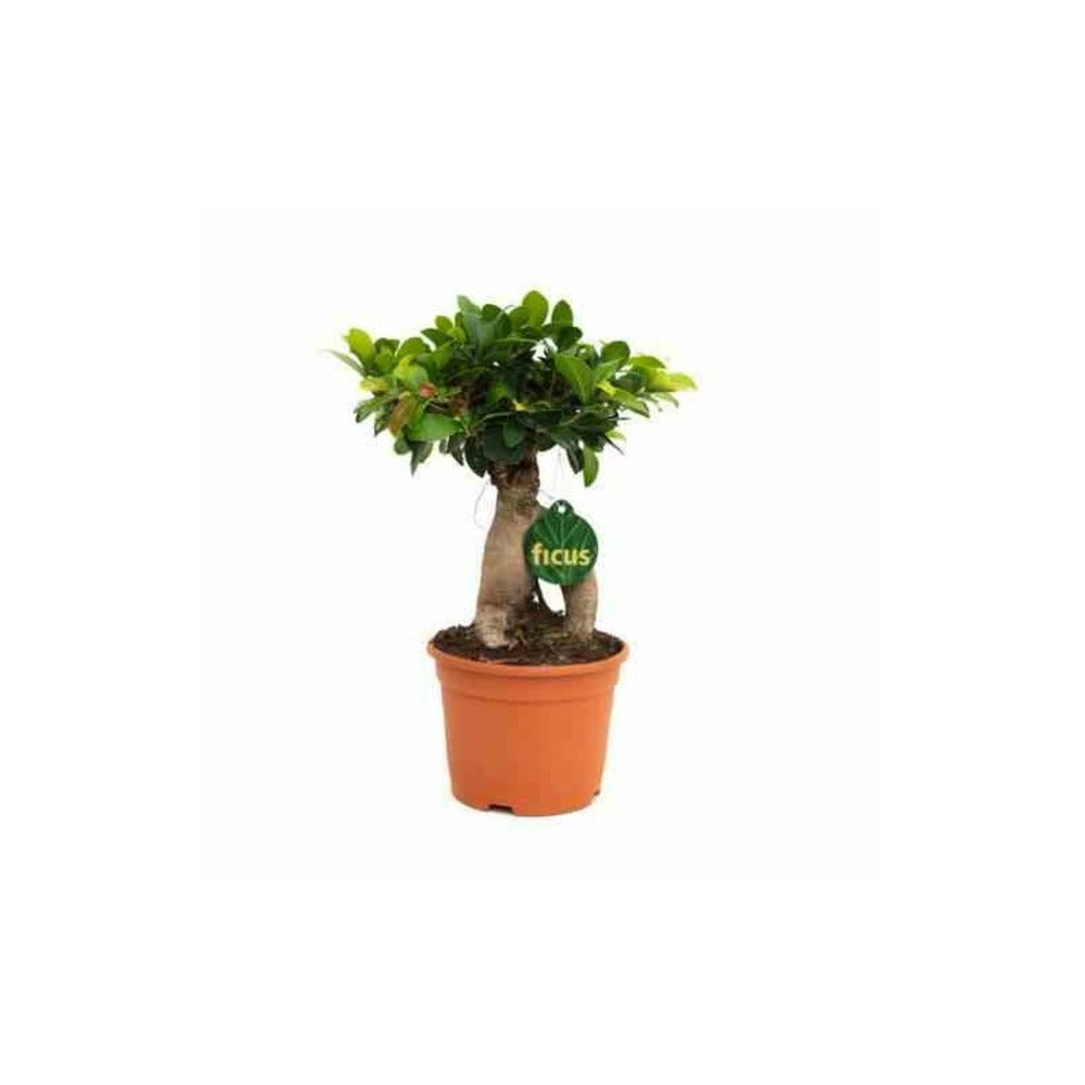  Ficus Microcarpa 'compacta' Ginseng Grosses Racines Pot De 2 Litres ? 20/30 Cm