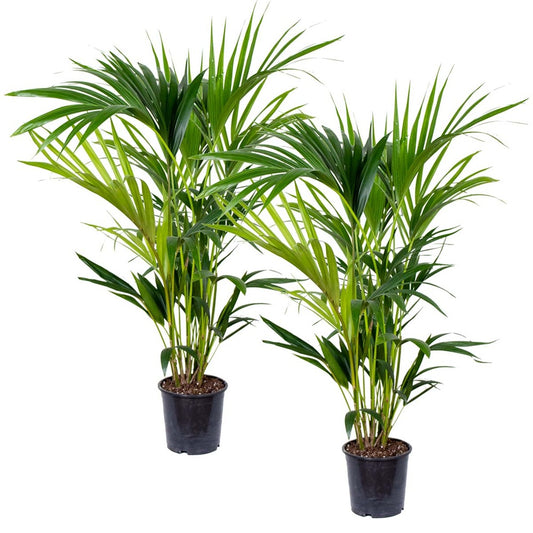  Lot De 2 - Howea Forsteriana - Palmier Kentia - Plantes D’intérieur - 80-100 Cm De Haut - Pot 19 Cm