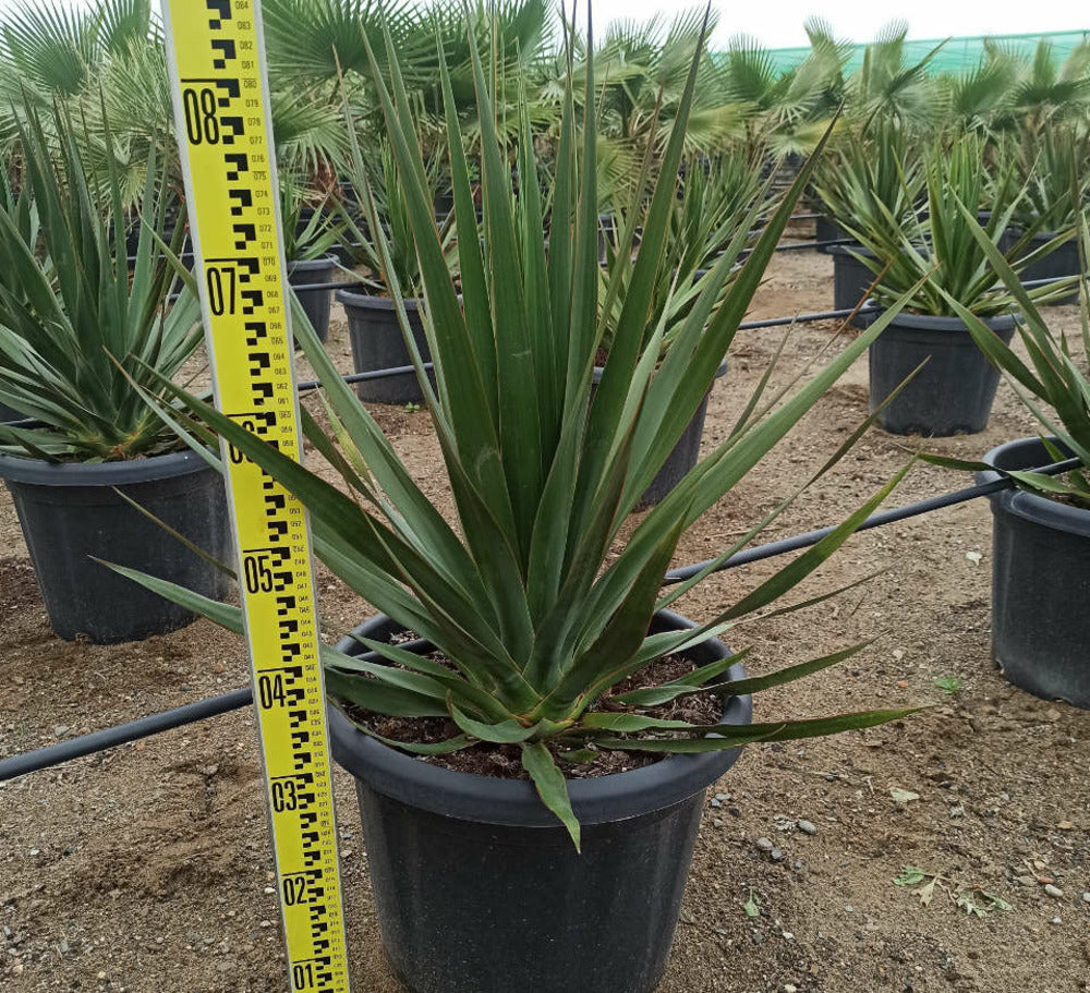  Dracaena Draco (dragonnier Des Canaris) Pot De 65l 100/125cm
