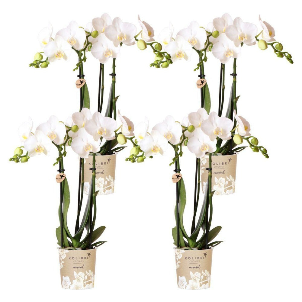 Offre Spéciale : 4 Phalaenopsis Orchidées Blanches Amabilis Cm - Plante D'intérieur