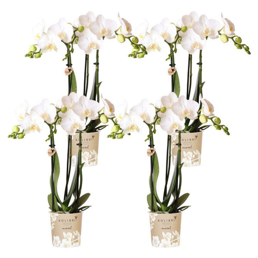  Offre Spéciale : 4 Phalaenopsis Orchidées Blanches Amabilis Cm - Plante D'intérieur