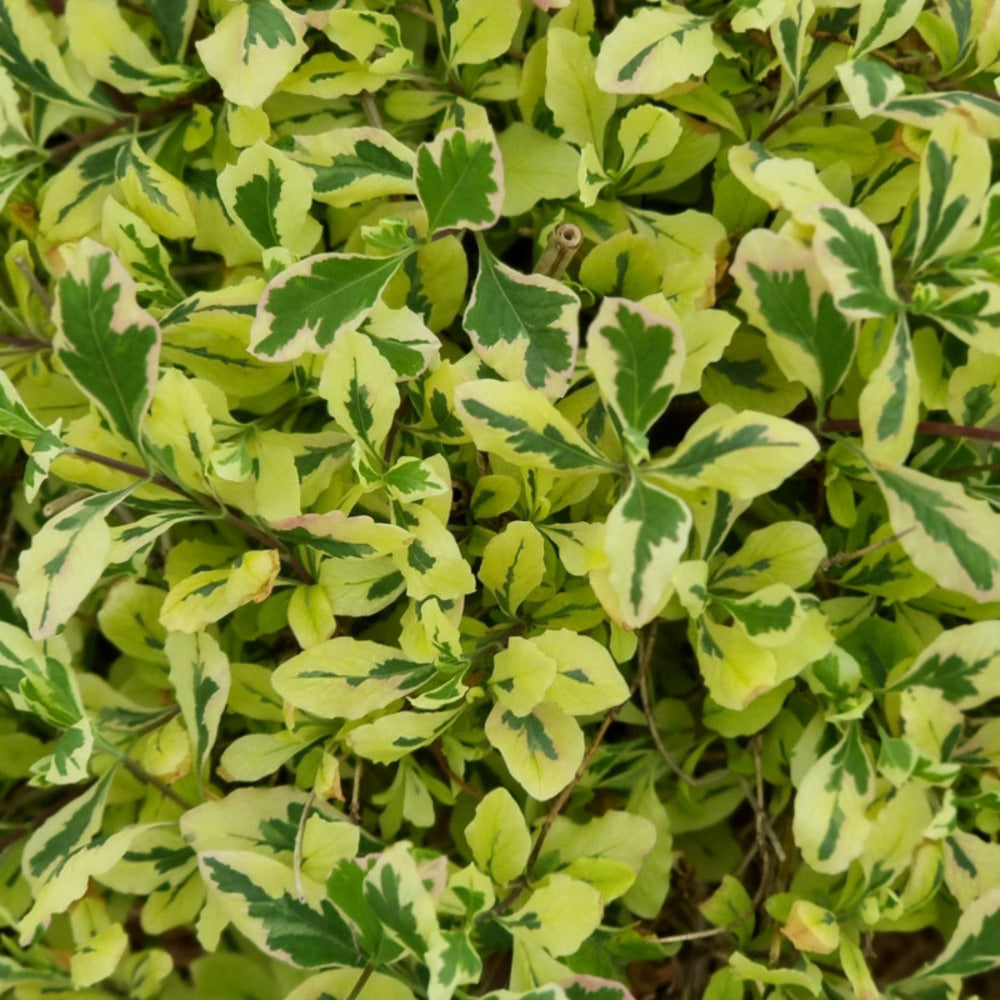  Chèvrefeuille Harlequin® 'sherlite'/[-]pot De 1,5l - Tuteur Bambou 30/60 Cm