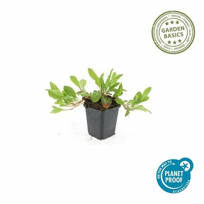  Renouée 'darjeeling Red' X12 – Entre 0,75 Et 1m2