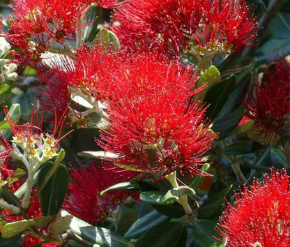  Metrosideros Excelsa (arbre De Noël) Pot De 65l - 130/150cm