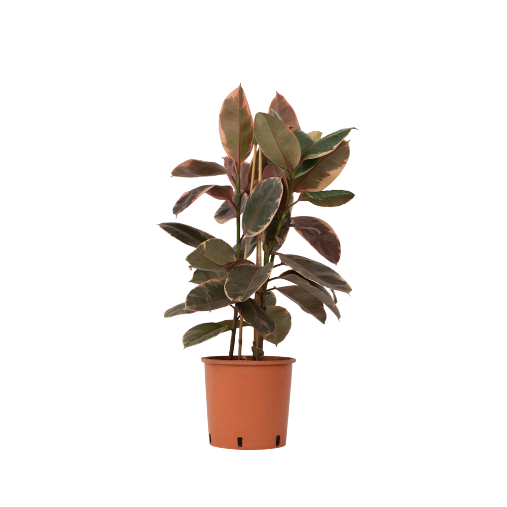  Caoutchouc - Ficus Elastica 'belize' - Hauteur 75-100cm - ⌀24cm