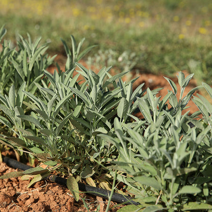  Sauge Officinale - Graines Bio