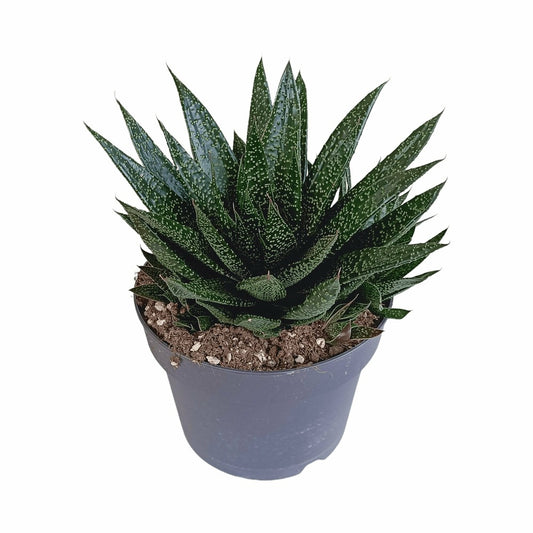  Gasteria