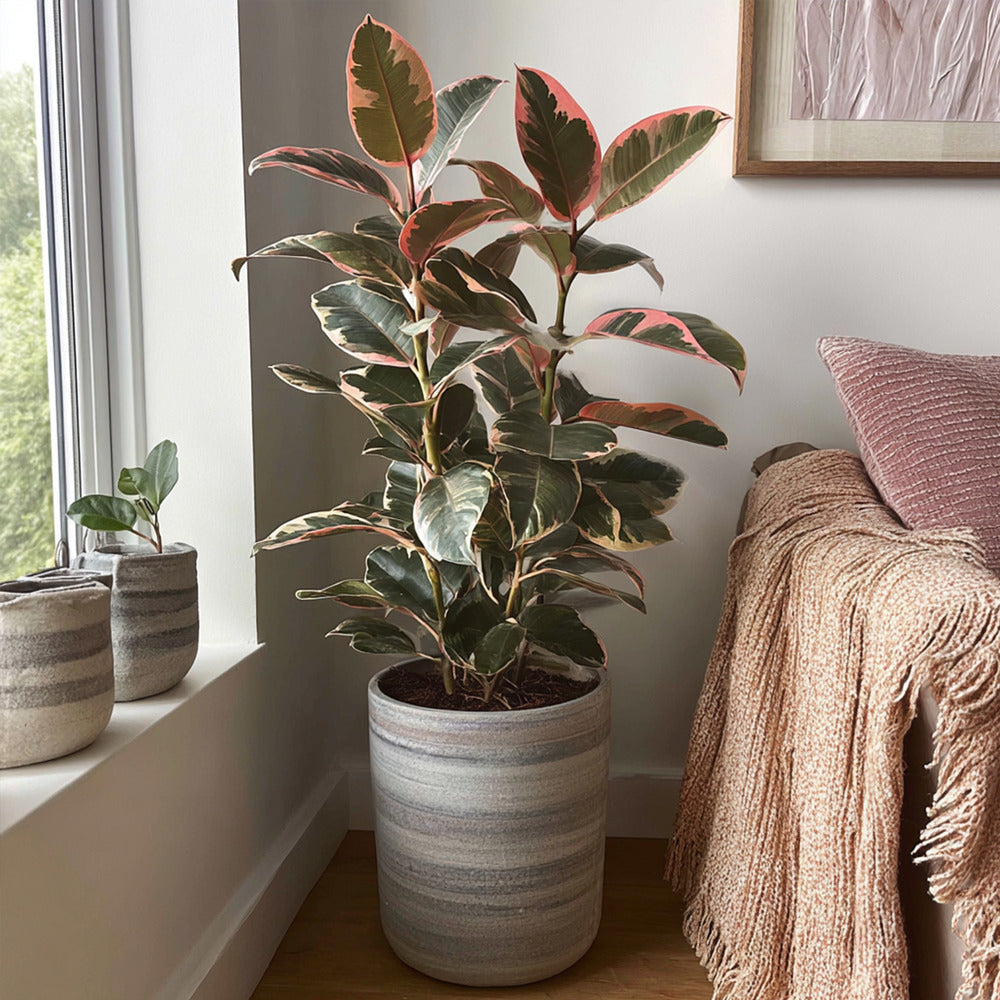  Caoutchouc - Ficus Elastica 'belize' - Hauteur 75-100cm - ⌀24cm
