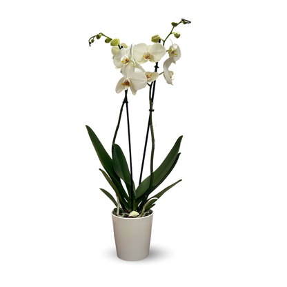  Orchidée Blanche - Double Branche - Phalaenopsis - ↕ 60-70 Cm - ⌀ 12 Cm - Cache Pot En Céramique Blanc