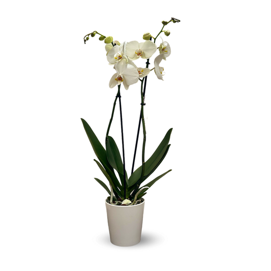  Orchidée Blanche - Double Branche - Phalaenopsis - ↕ 60-70 Cm - ⌀ 12 Cm - Cache Pot En Céramique Blanc