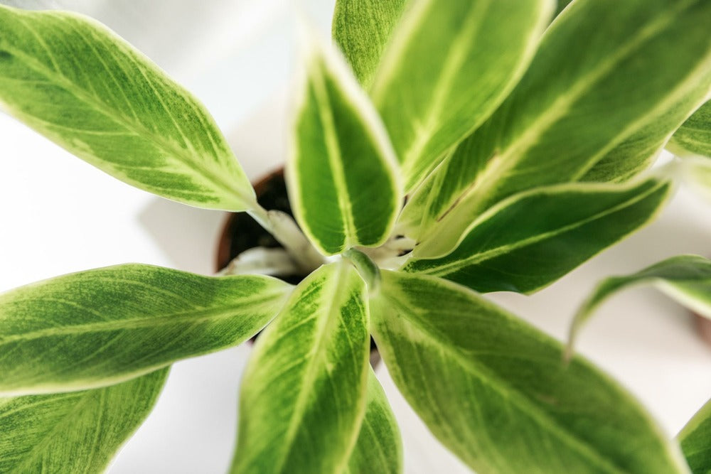  Plante Verte - Aglaonema Lipstick Green - H25cm, ø9cm - Plante D'intérieur