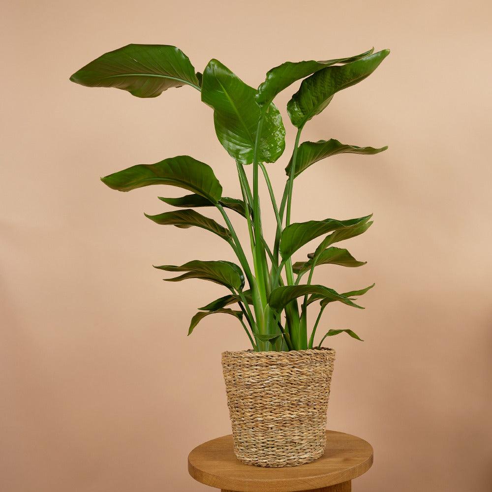  Lot De 2 - Strelitzia Nicolai - Plante Strelitzia - Hauteur 70-80 Cm - Pot De 17 Cm