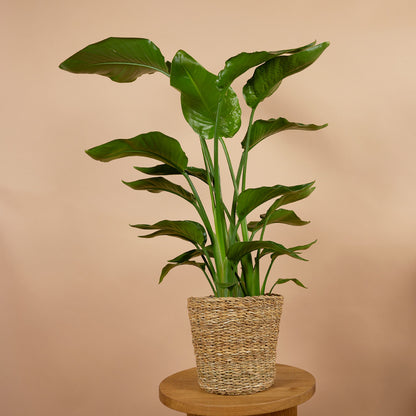  Lot De 2 - Strelitzia Nicolai - Plante Strelitzia - Hauteur 70-80 Cm - Pot De 17 Cm
