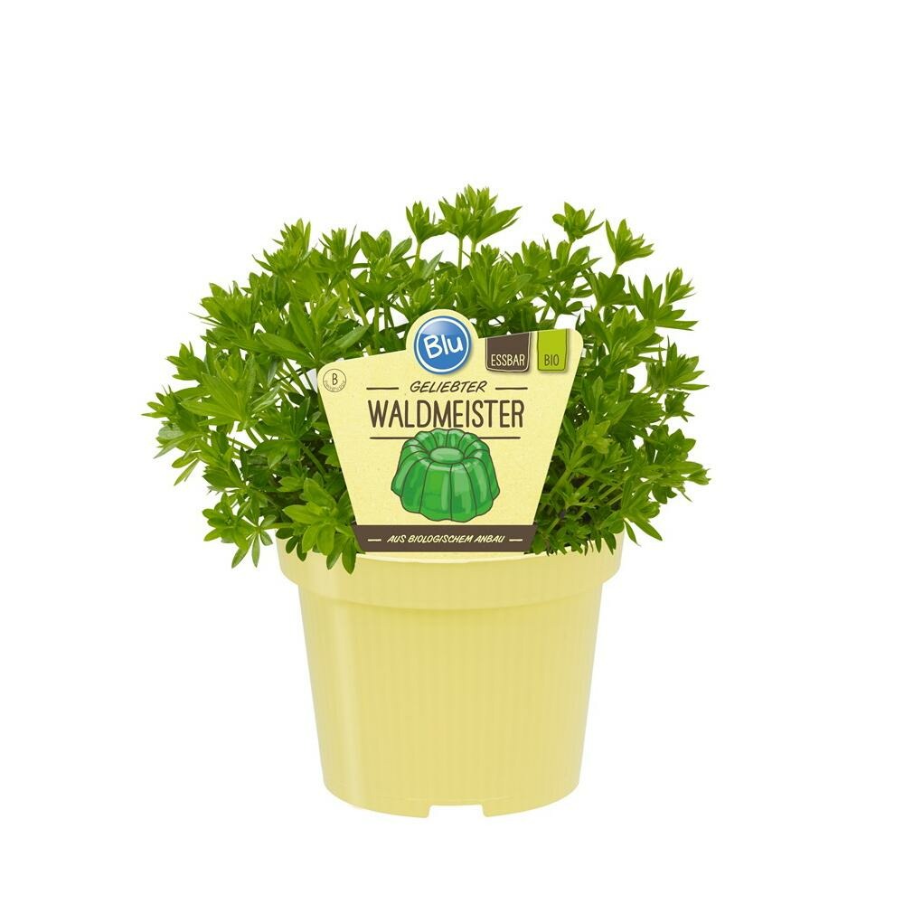  Aspérule De Qualité Bio - Galium Odoratum - Plante Aromatique En Pot De 12cm