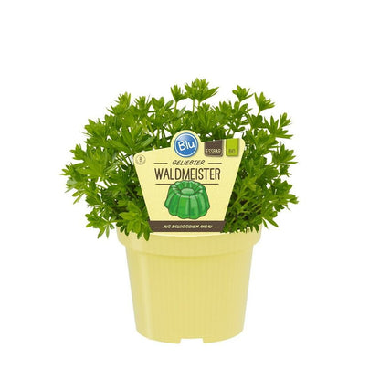  Aspérule De Qualité Bio - Galium Odoratum - Plante Aromatique En Pot De 12cm