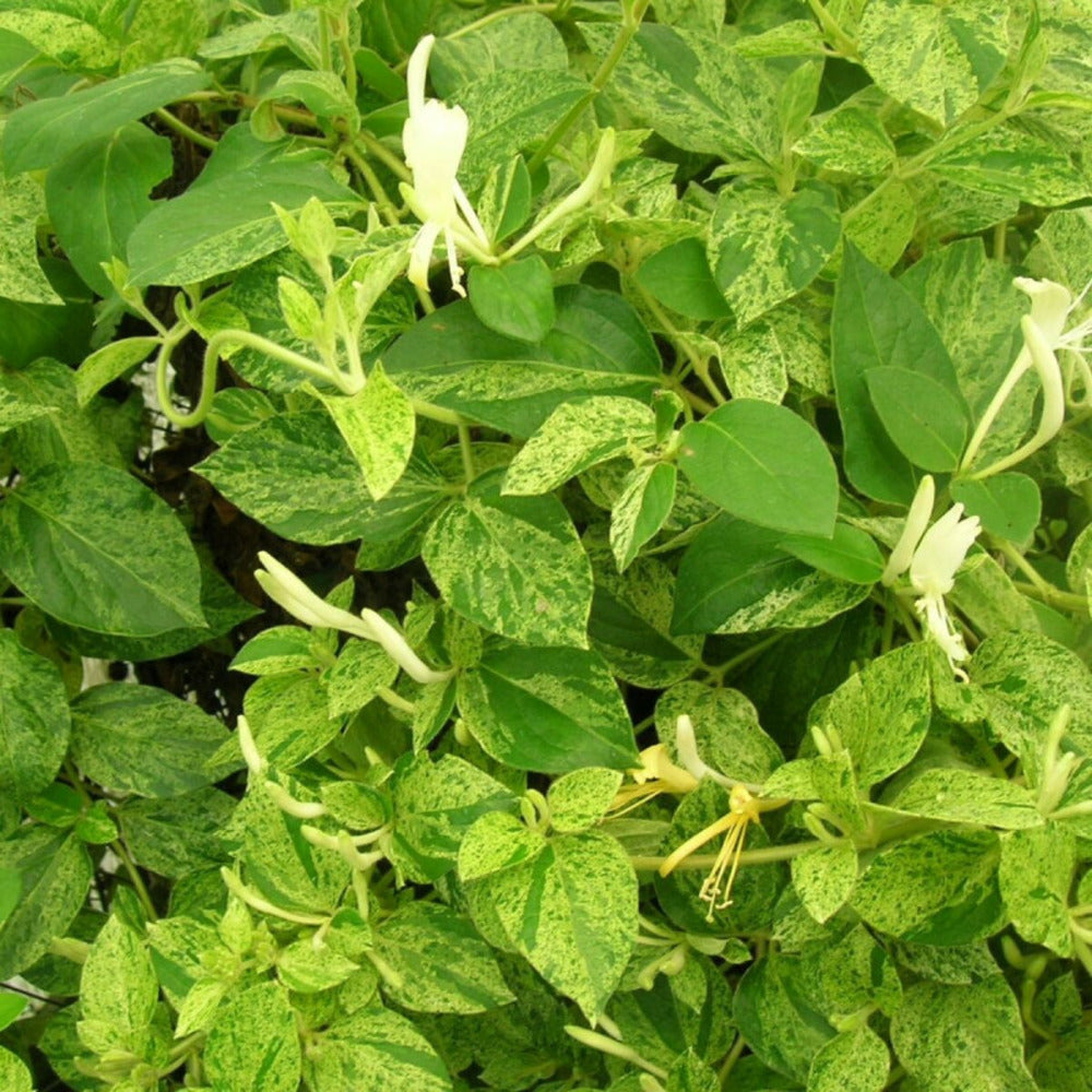  Chèvrefeuille Du Japon Mint Crisp®/[-]pot De 3l - Echelle Bambou 60/120 Cm