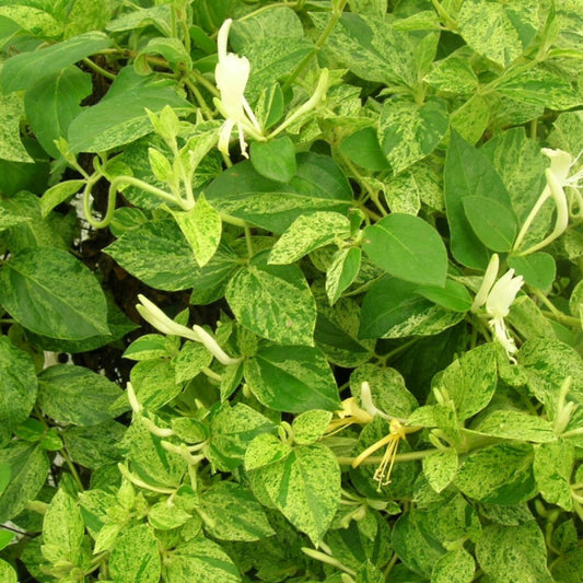 Chèvrefeuille Du Japon Mint Crisp®/[-]pot De 3l - Echelle Bambou 60/120 Cm