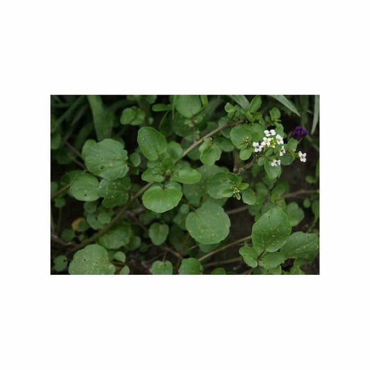  Graines De Cresson Vivace De Jardins