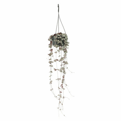  Grand Ceropegia Woodii - Chaîne De Coeurs 50cm - Plante D'intérieur
