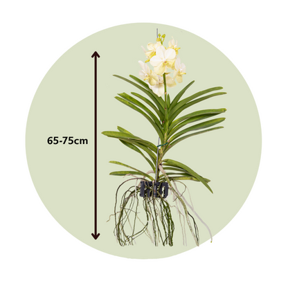  Orchidée - Vanda 'tayanee White' - Hauteur 45-55cm
