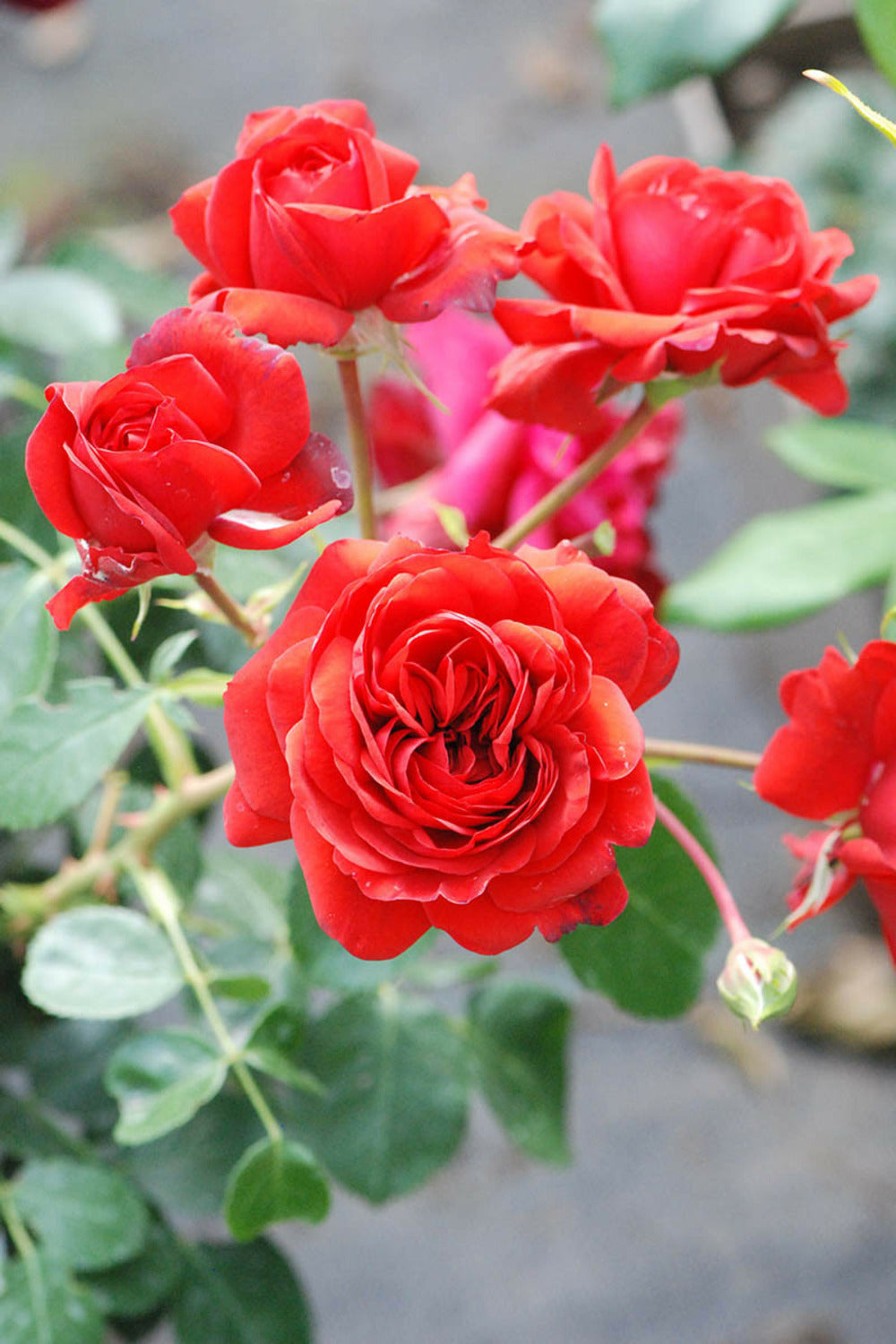  Rosier Meilland 'scarlet Bonica' ? - En Pot De 5 Litres