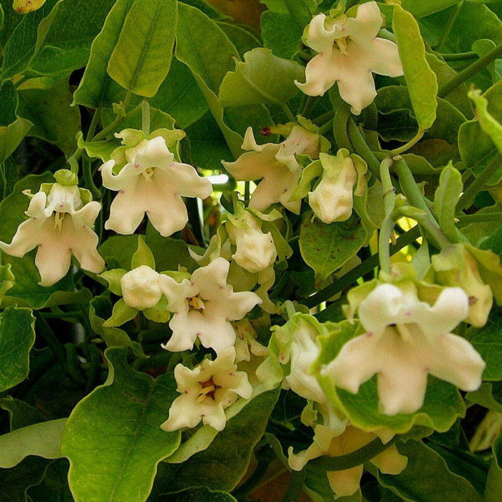  Araujia Sericofera Alba/[-]pot De 3l - Echelle Bambou 60/120 Cm