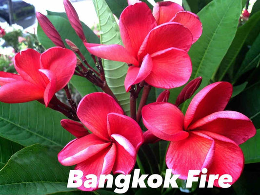  Plumeria Rubra "bangkok Fire" (frangipanier) Pot De 2 Litres ? 20/30 Cm