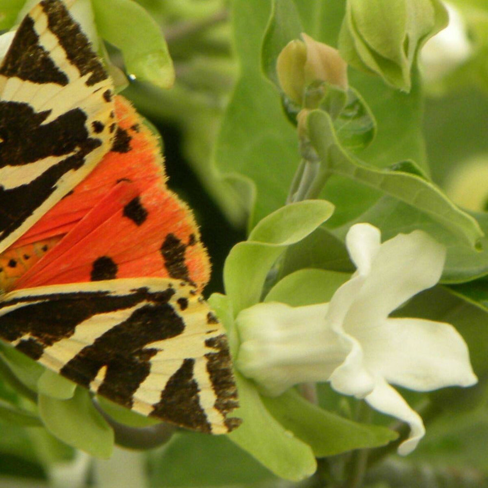 Araujia Sericofera Alba/[-]pot De 3l - Echelle Bambou 60/120 Cm