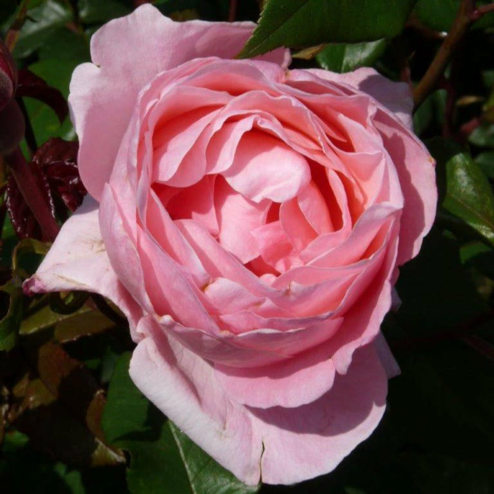 Rosier Queen Elisabeth - Le Pot / 3l / Hauteur Livrée 15-40cm