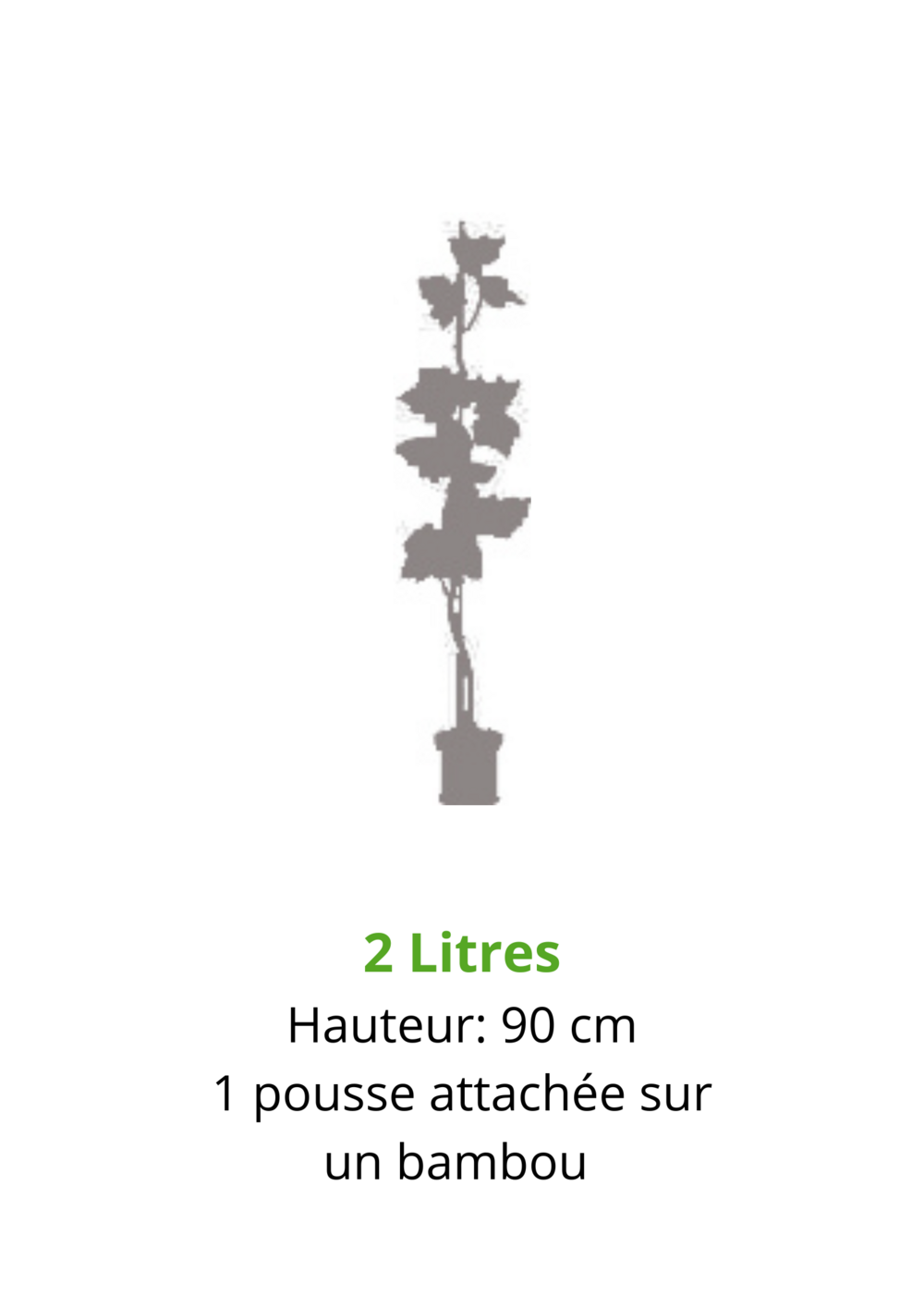  Vigne DATTIER DE ST VALLIER-résistant-Conteneur 2L-Taille 90cm-vendu à L'unité