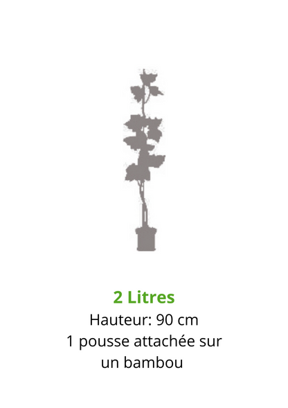  Vigne DATTIER DE ST VALLIER-résistant-Conteneur 2L-Taille 90cm-vendu à L'unité