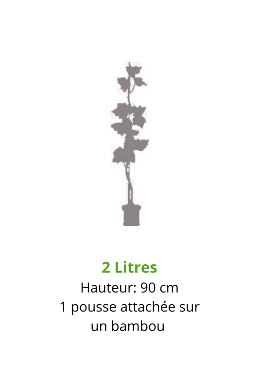  Vigne DATTIER DE ST VALLIER-résistant-Conteneur 2L-Taille 90cm-vendu à L'unité