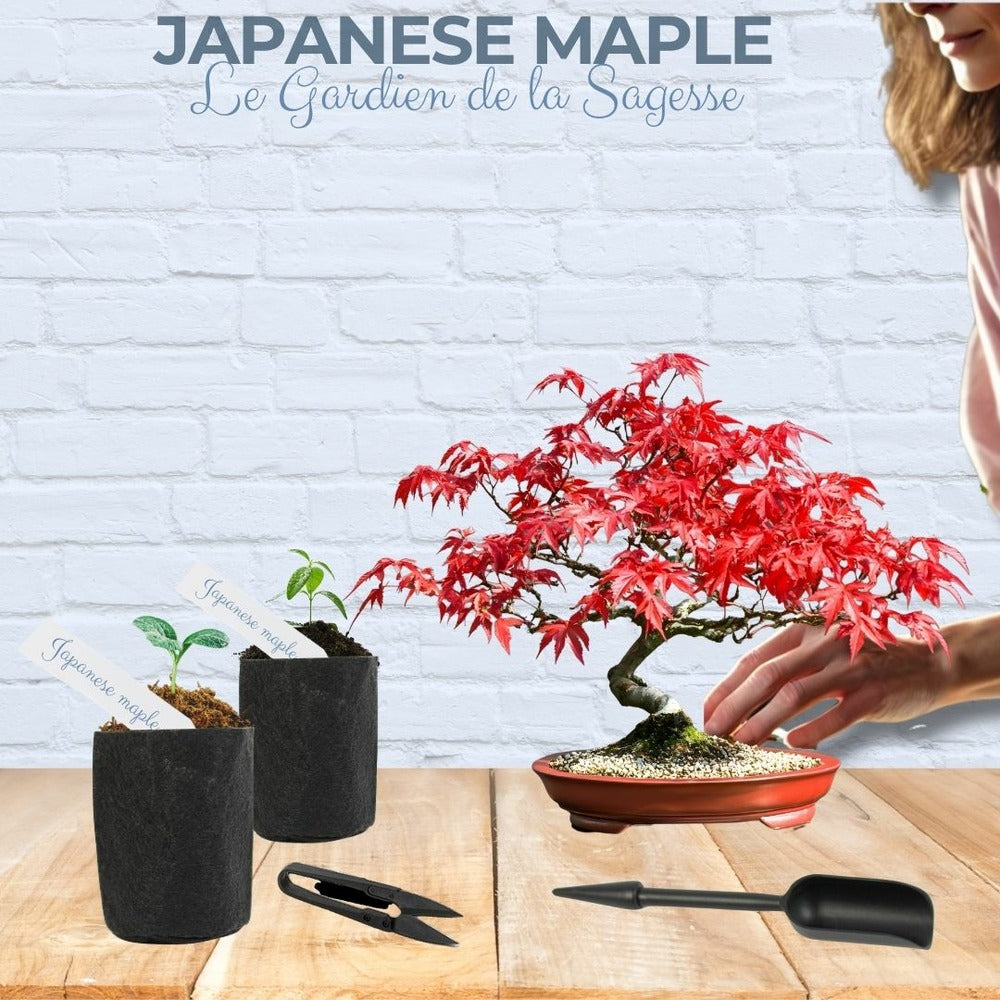  Cultivea- Kit First Bonsai Japanese Maple Avec Accesoires