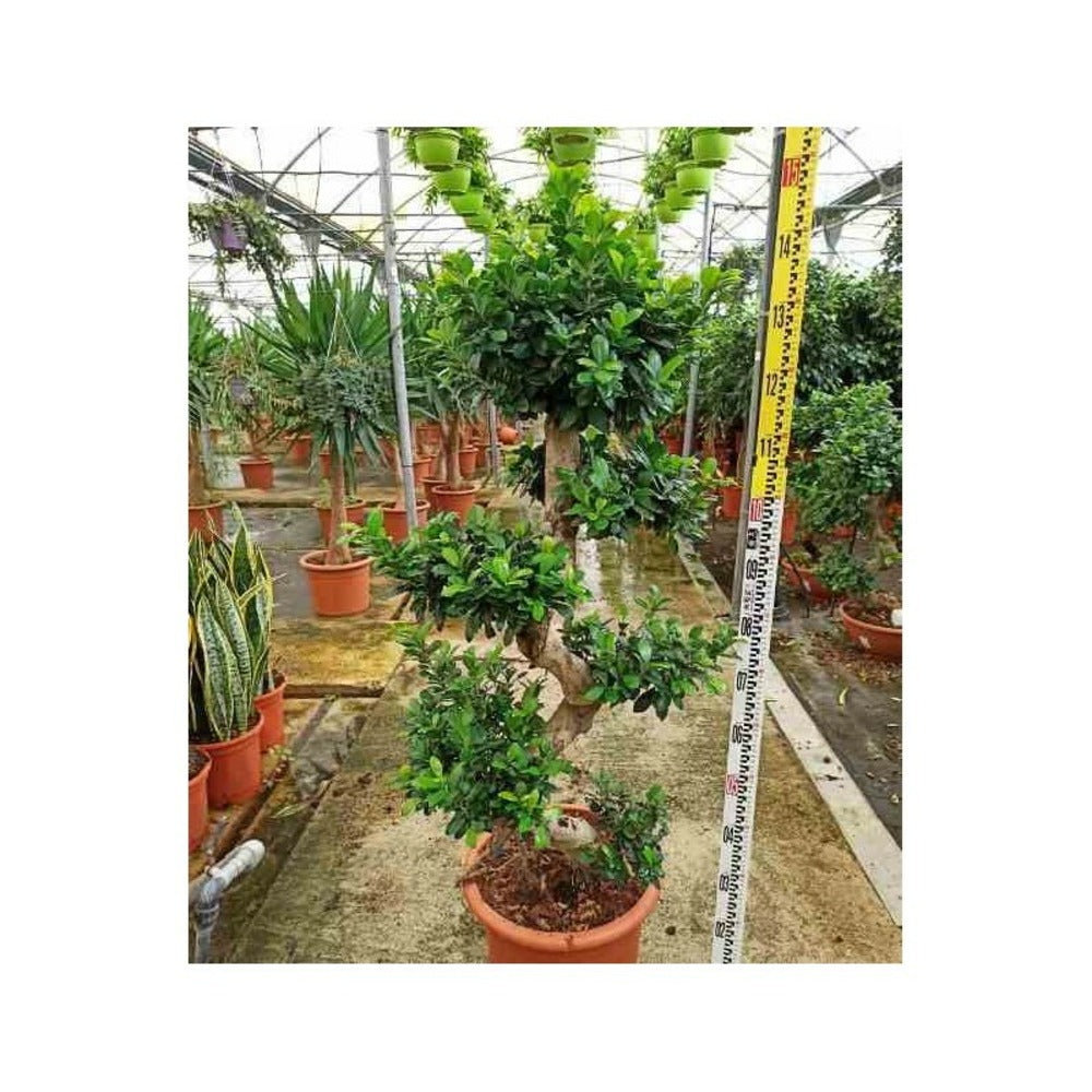  Ficus Microcarpa 'compacta' Pot De 25l- 125/150cm