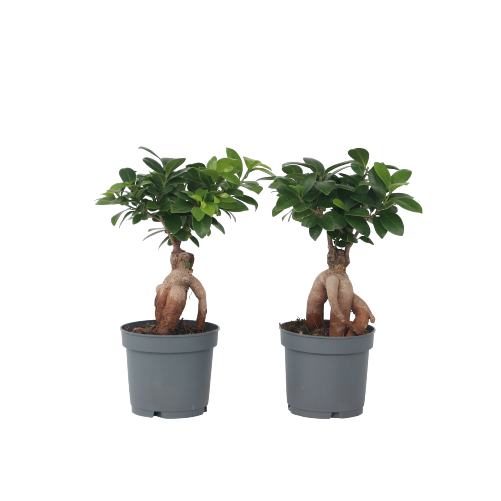 Bonsaï - Set De 4 - Ficus Microcarpa - Hauteur 30-40cm - ⌀12cm