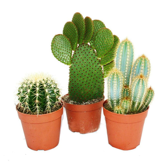  3 Cactus Plus Gros Différents Dans Un Ensemble, Pot De 12cm, Env. 15-28cm De Haut