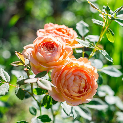  Rosier Anglais Lady Of Shalott - Le Pot / 4l / Hauteur Livrée 15-40cm