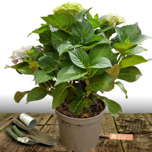  Hortensia Macrophylla Rouge/[-]pot De 7,5l - 40/60 Cm